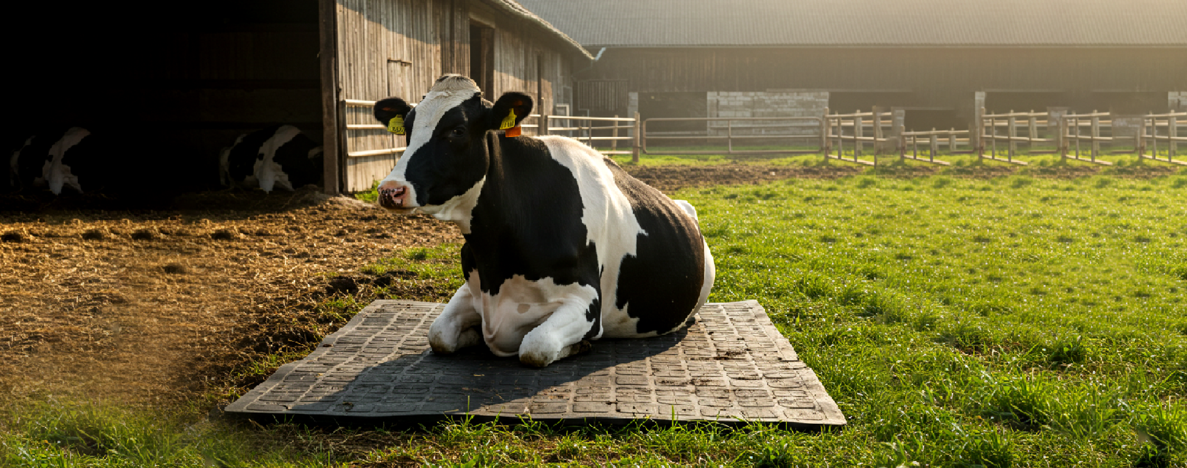 Dairy farm after installing rubber cow mats showing clean and comfortable flooring