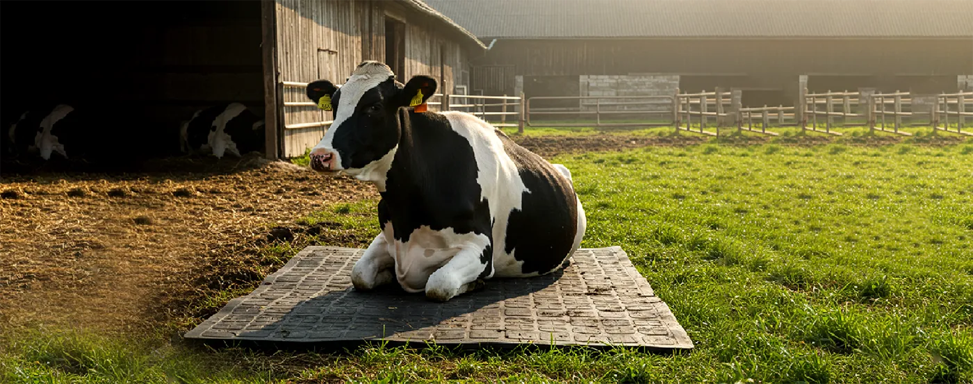 Dairy farm after installing rubber cow mats showing clean and comfortable flooring