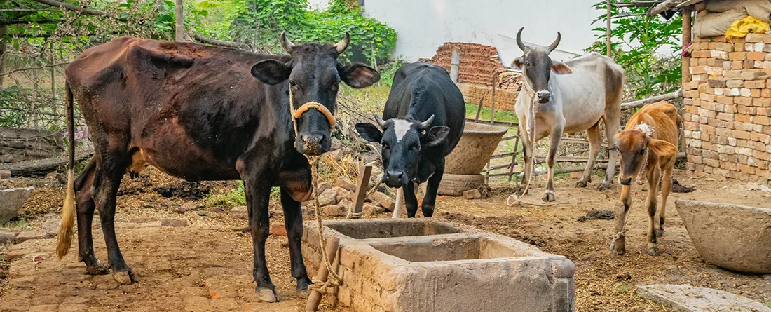 Dairy farm before installing cow mats showing hard and unhygienic floor