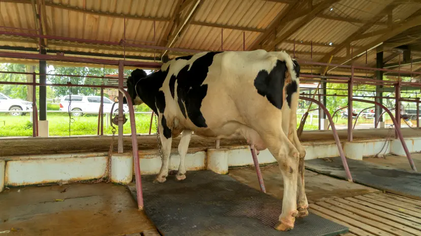 Buffalo Gaddas Vs Cow Mats: How to select the best bedding to use in your dairy farm guide