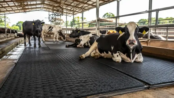 Animal Mats for Cows & Buffaloes: Benefits, Types & Buying Guide - cow mat guide