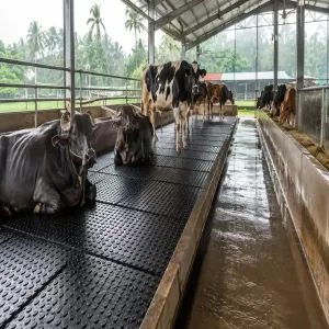 Why Proper Flooring Is Essential for Buffalo and Cattle During Monsoon and Winter