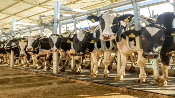 How Cow Mats Improve Dairy Productivity and Animal Wellbeing - Guide by Ankit Polymers (AP Mats)